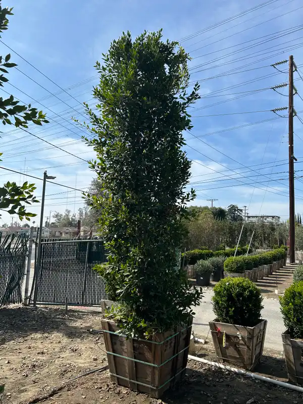 Indian Laurel Fig Column — photo 1