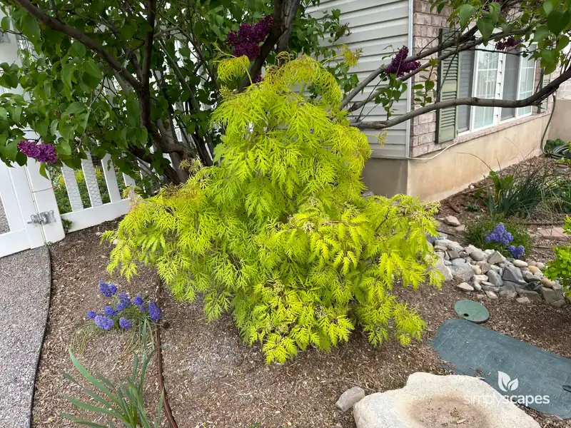 Red Elderberry — photo 1