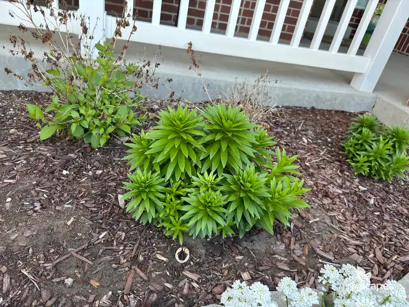 Tiger Lily — photo 1