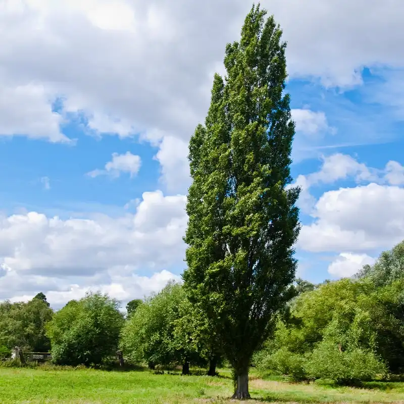 Lombardy Poplar Tree — photo 1