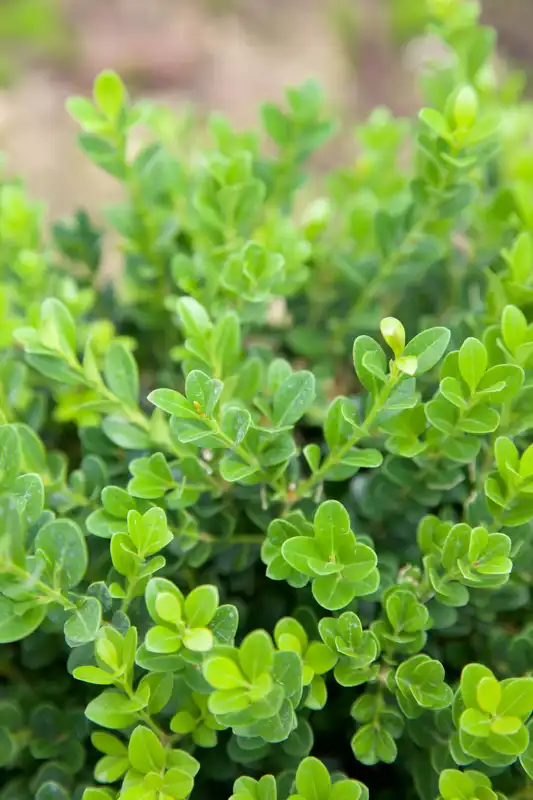 Baby Gem™ Boxwood Shrub — photo 1