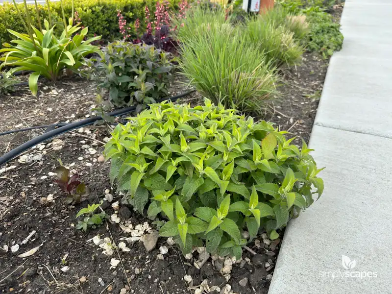 Bee Balm — photo 1