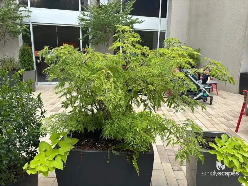 Ming Aralia — photo 1