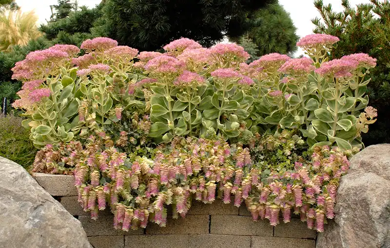 Kent Beauty Ornamental Oregano — photo 1