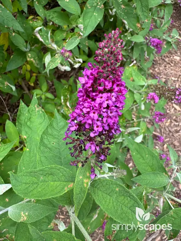 Butterfly Bush — photo 1