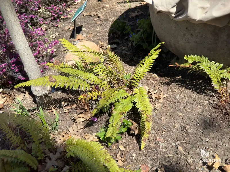 Western Sword Fern — photo 1