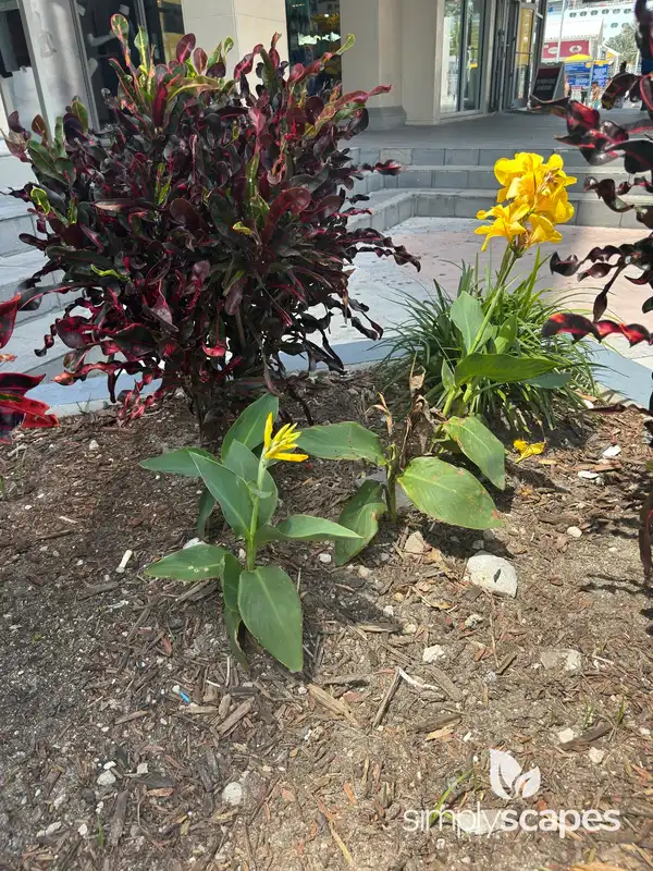 Canna Lily Plant — photo 1