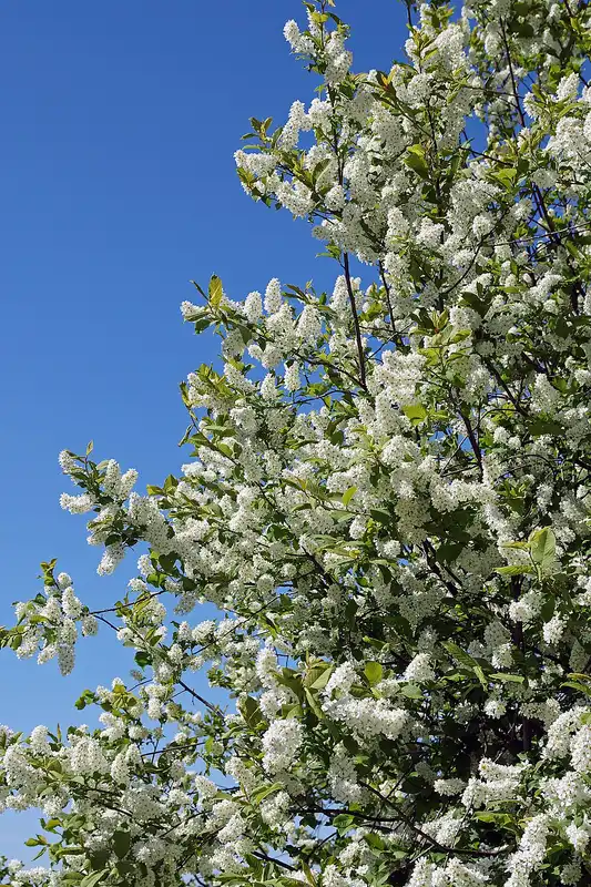 Bird Cherry — photo 1