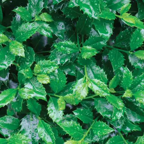 Castle Spire® Blue Holly — photo 1