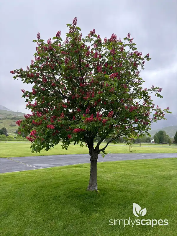 Red Buckeye — photo 1