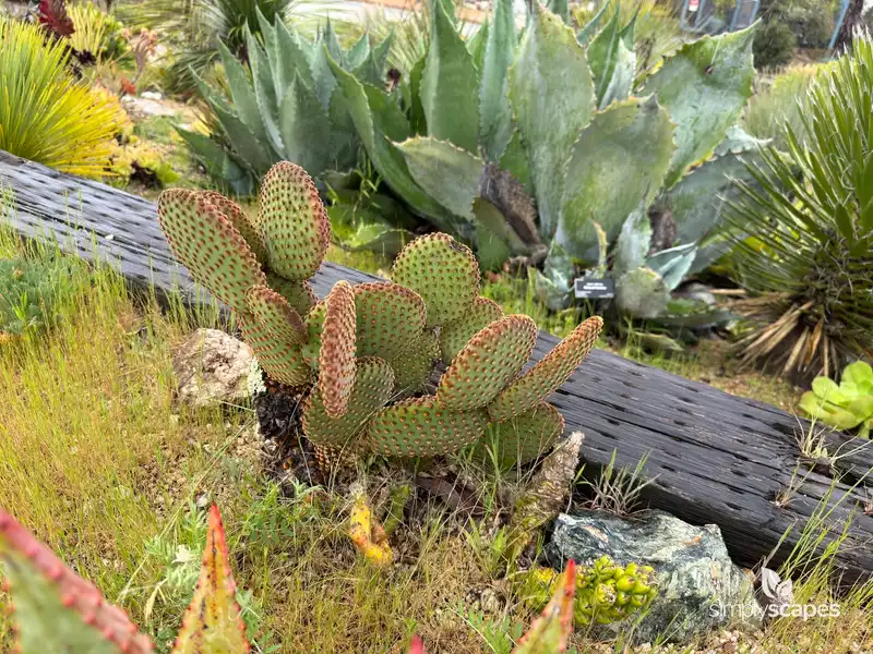 Bunny Ears Cactus — photo 1