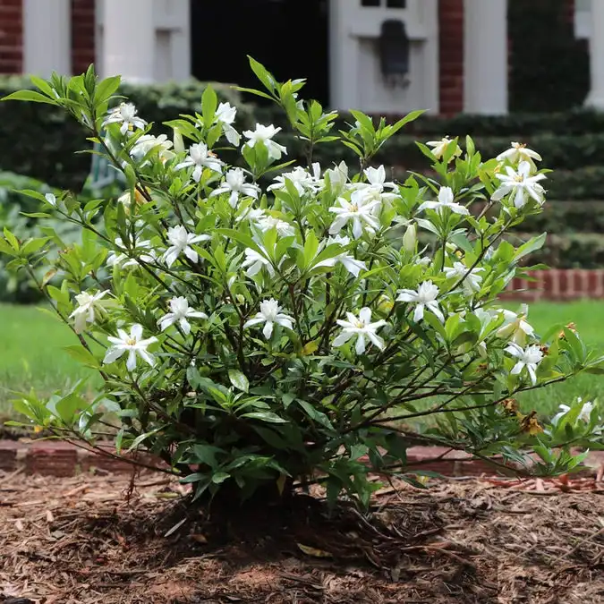 Dwarf Radicans Gardenia — photo 1