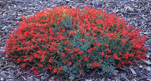 Everetts Choice Zauschneria — photo 1