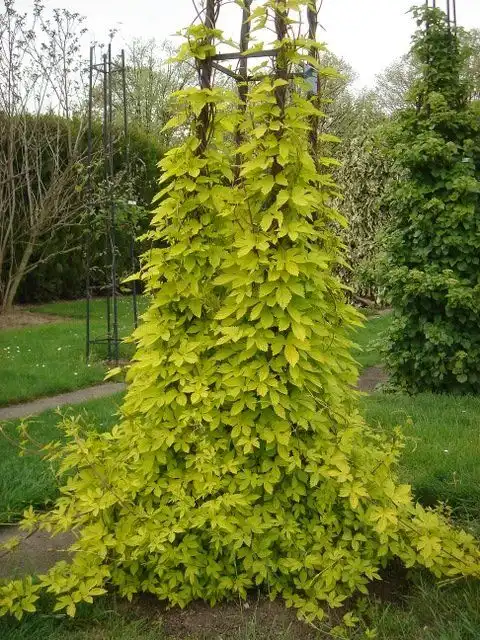 Aureus Hops — photo 1