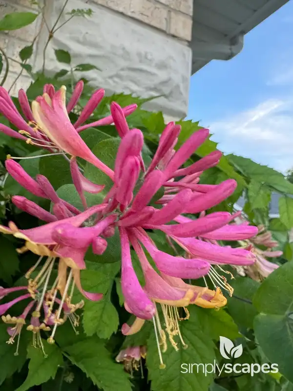 Honeyberry Bush (Lonicera) — photo 1