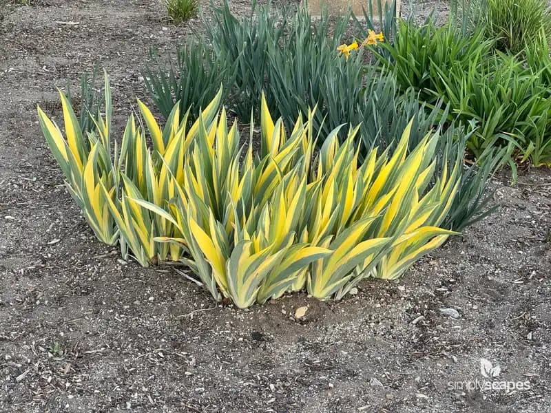 Gold Variegated Sweet Iris — photo 1