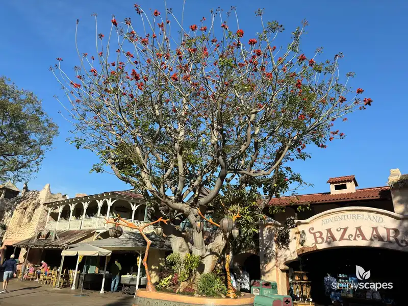 Indian Coral Tree — photo 1