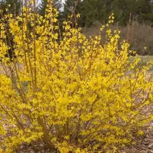 McKCitrine Citrus Swizzle® Citrus Swizzle® Dwarf Forsythia — photo 1