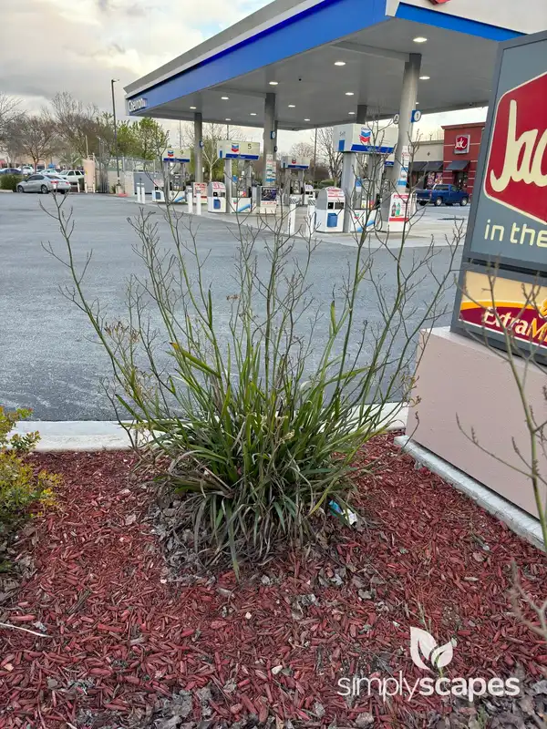 Kangaroo Paw — photo 1