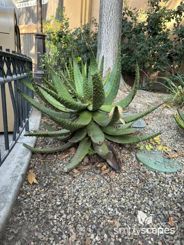 Red Hot Poker Aloe — photo 1