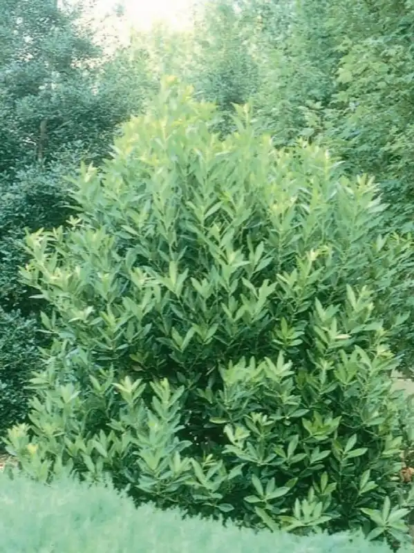 Hardy Anise Shrub Shrub — photo 1