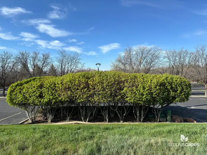 Evergreen Japanese Euonymus Shrub — photo 1