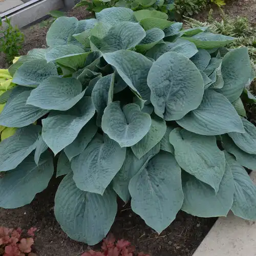 Blueberry Muffin Hosta — photo 1