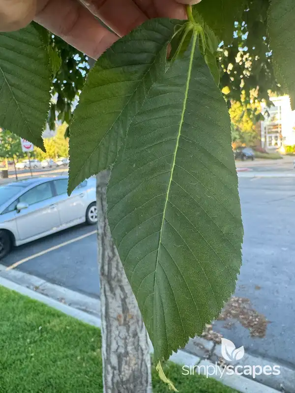 Royal Walnut — photo 1