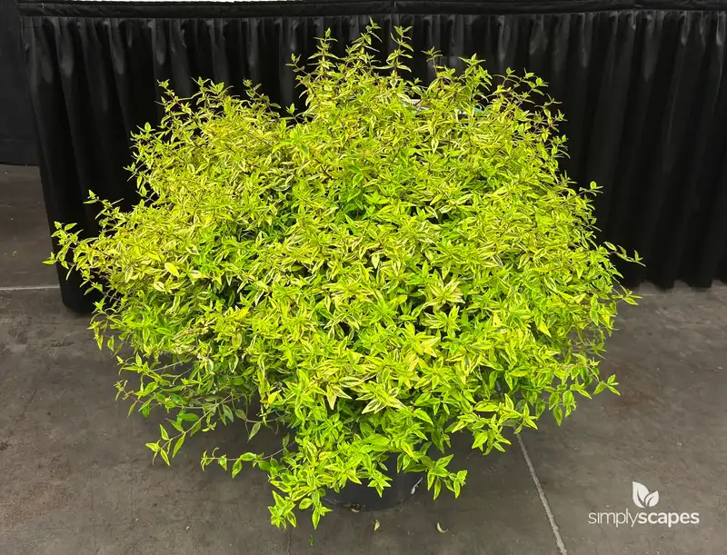 Abelia SUNTASTIC® Peach — photo 1
