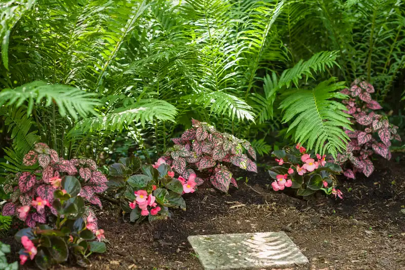 Hippo® Rose Polka Dot Plant — photo 1