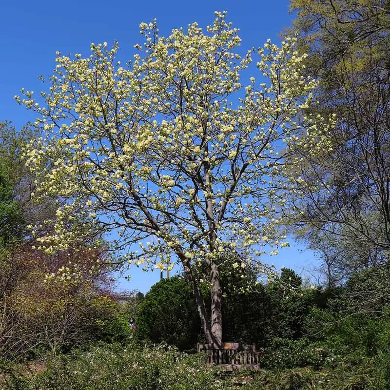 Magnolia Butterflies Tree — photo 1