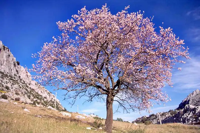 Almond Tree — photo 1