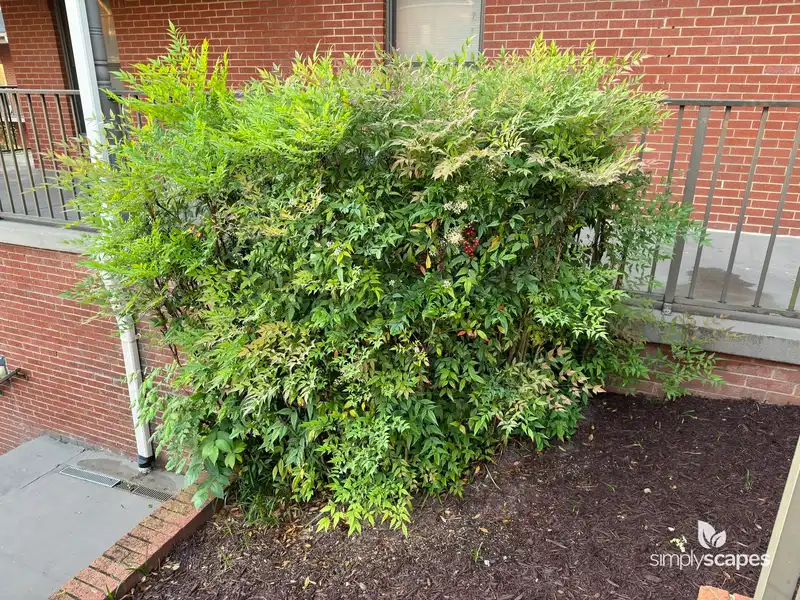 Nandina — photo 1