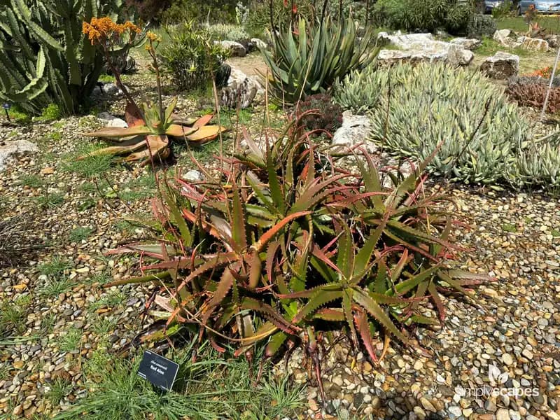Aloe cameronii — photo 1