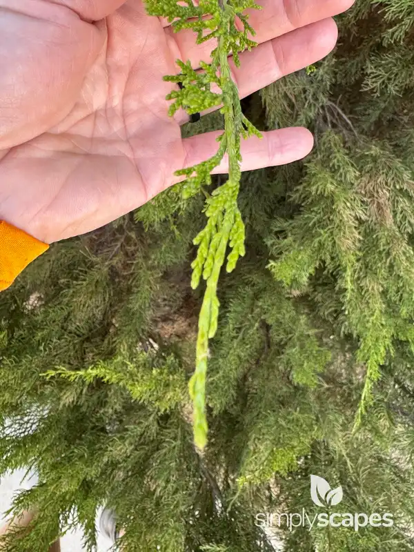 Oriental Arborvitae — photo 1