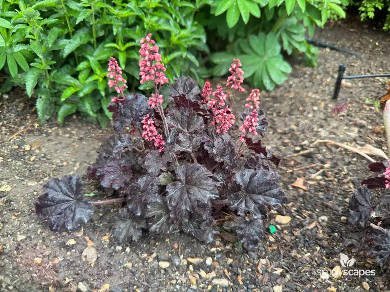Coral Bells - Purple (Heuchera) — photo 1