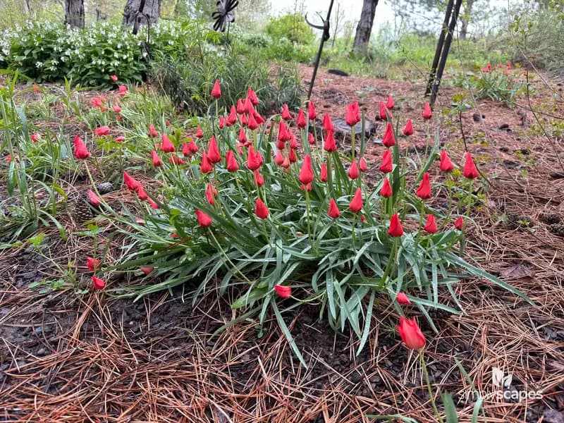 Tulip 'Batalinii Bright Gem' — photo 1