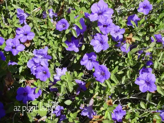 Baja Ruellia — photo 1