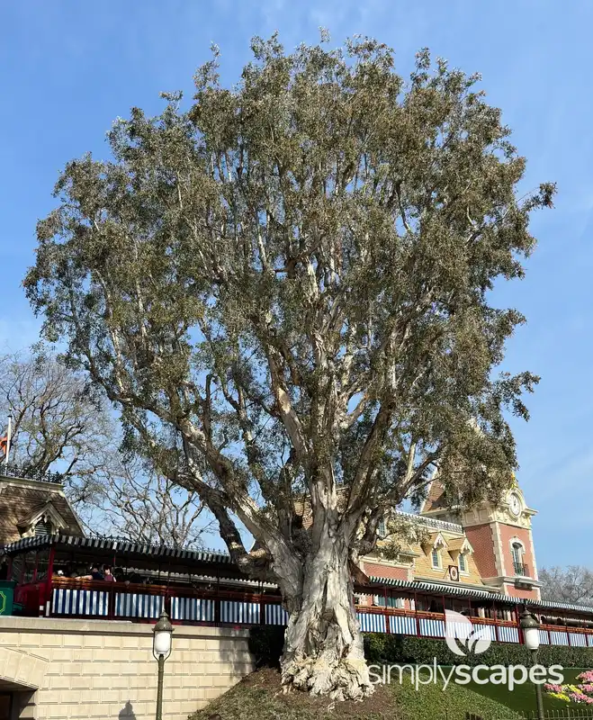 Punk Tree — photo 1