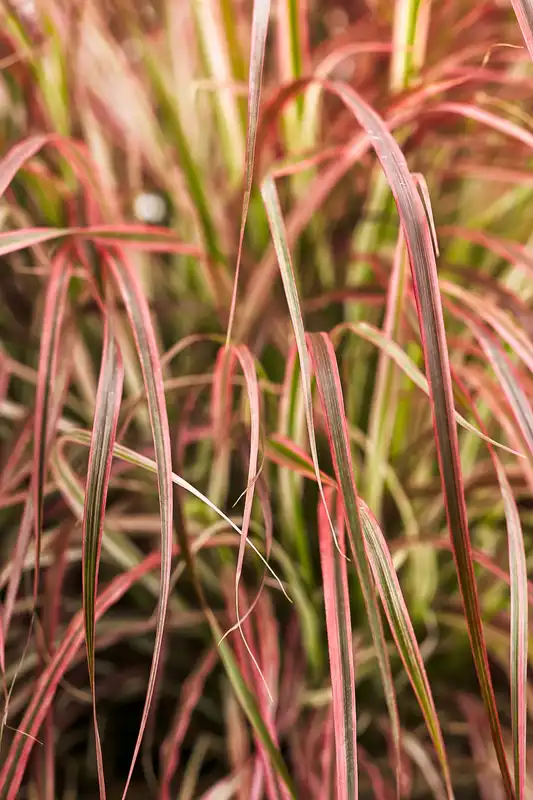 Graceful Grasses® Fireworks Variegated Red Fountain Grass — photo 1