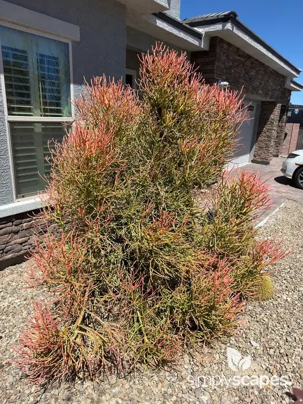 Pencil tree — photo 1