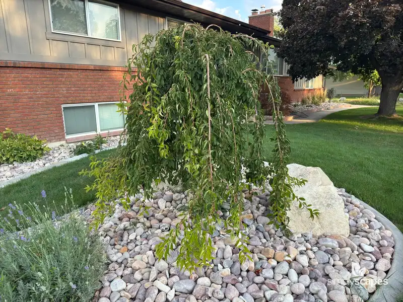 Pink Weeping Cherry Tree — photo 1