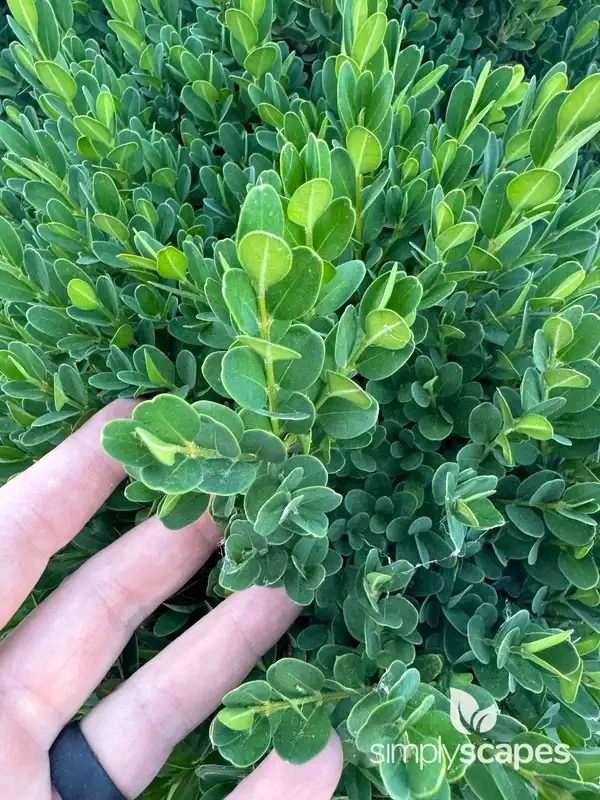 Boxwood - Formal Hedge — photo 1