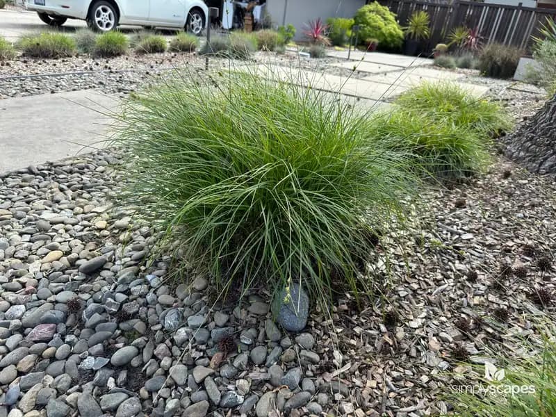 Slough Sedge — photo 1