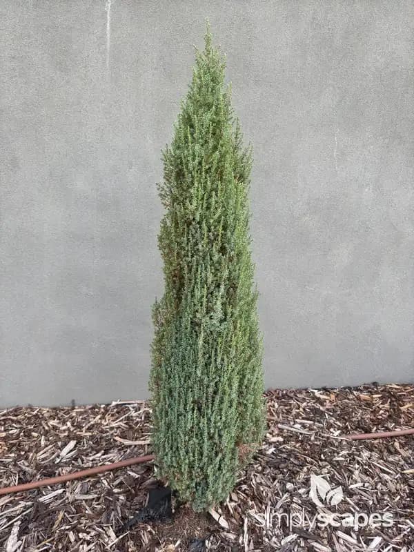 Juniper Bush — photo 1