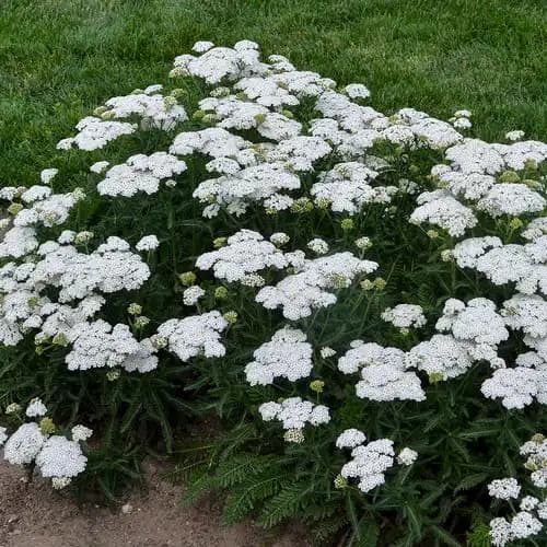 Firefly Diamond Yarrow — photo 1