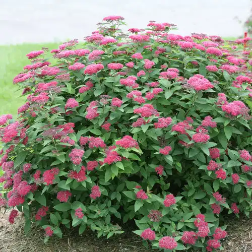 Double Play® Red Spirea — photo 1