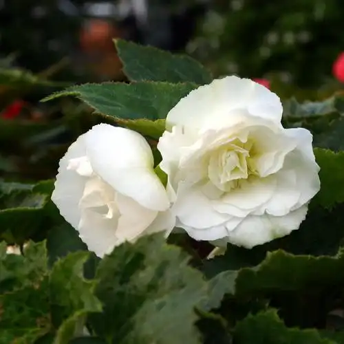 Roses — photo 1