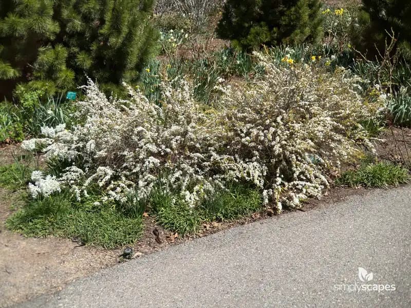 Thunberg Spirea — photo 1