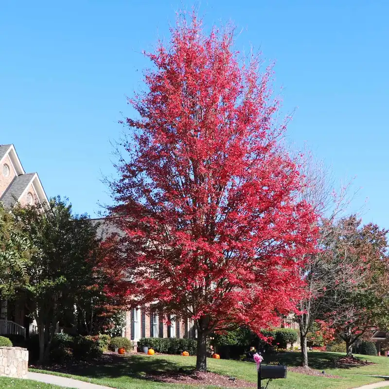 Celebration® Freeman Maple — photo 1